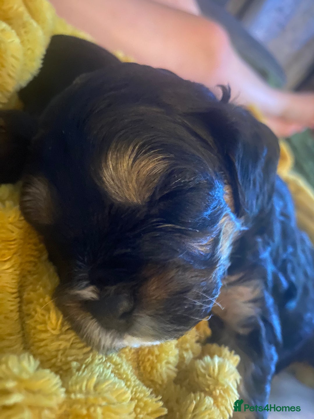 Cavapoo dogs for sale: Beautiful F1 cavapoos phantom 3 girls left 💜💖❤️ - Image 40