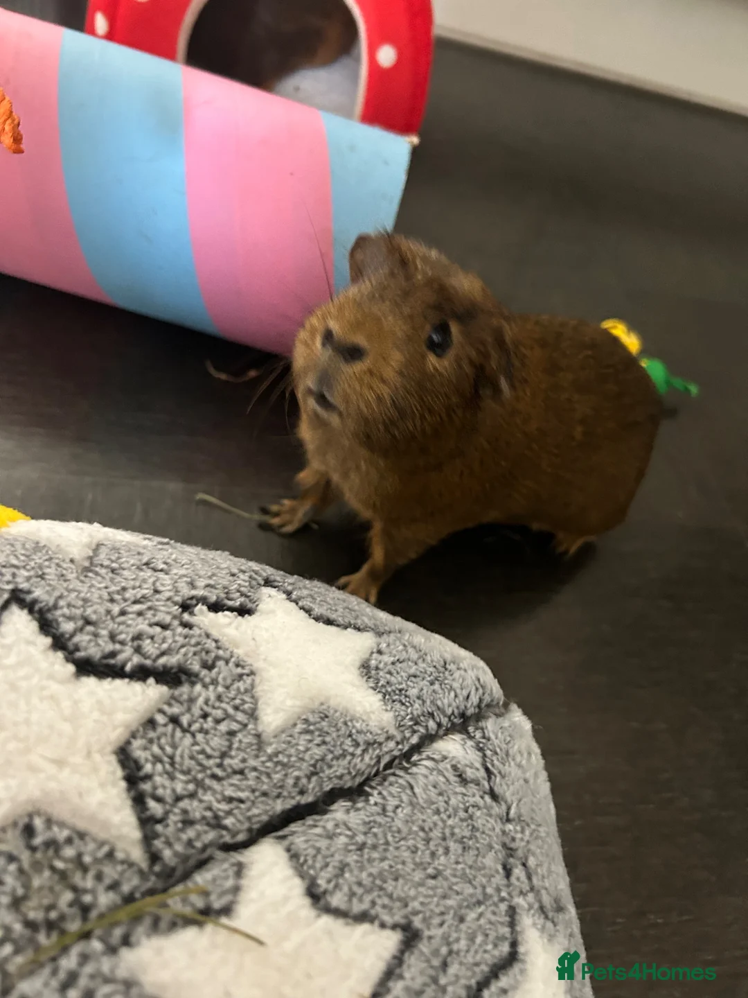 Guinea Pig rodents for sale: Two male guinea pigs  - Advert 2