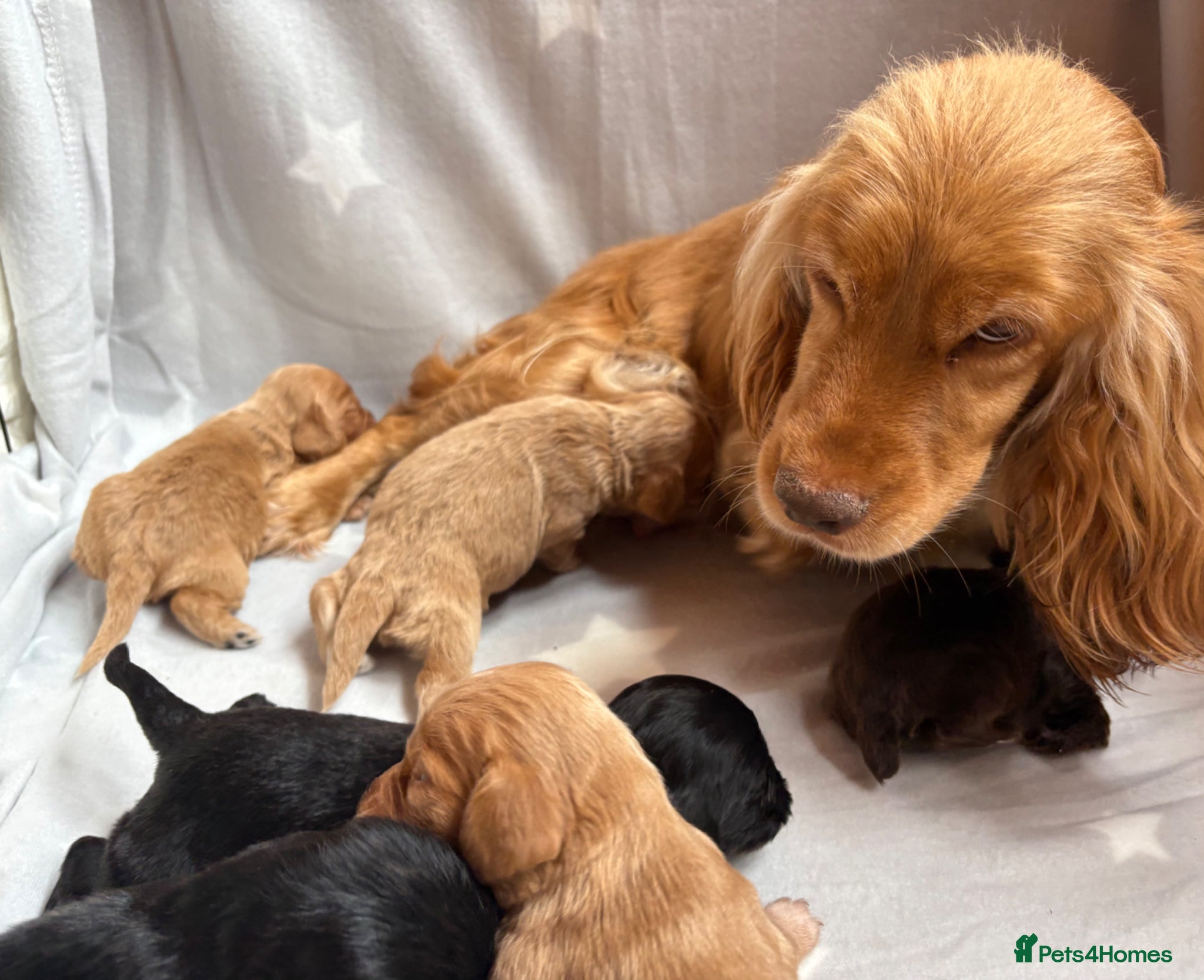 Cocker Spaniel dogs for sale: Stunning Working Cocker spaniels  - Advert 12