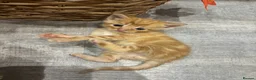 Mixed Breed cats for sale: Beautiful Kittens Looking for Their Forever Homes - Advert 2