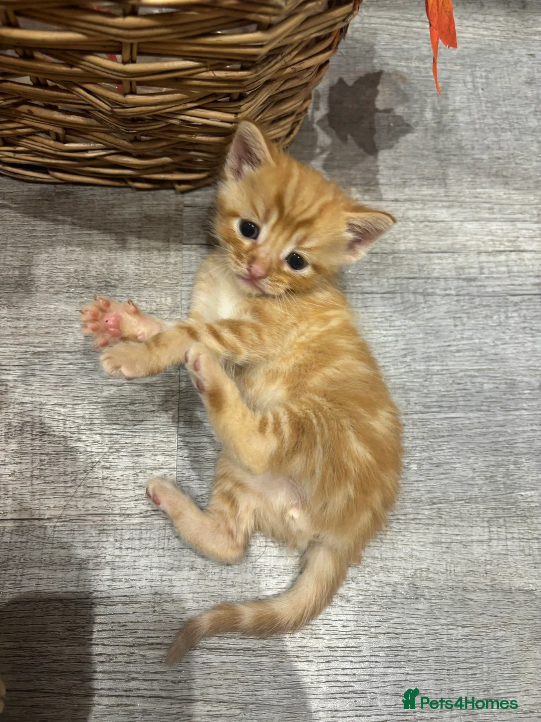 Mixed Breed cats for sale: Beautiful Kittens Looking for Their Forever Homes - Advert 2