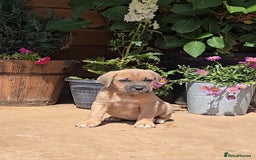 Cane Corso dogs for sale: Italian Mastiff pup now ready for their new homes! - Image 7