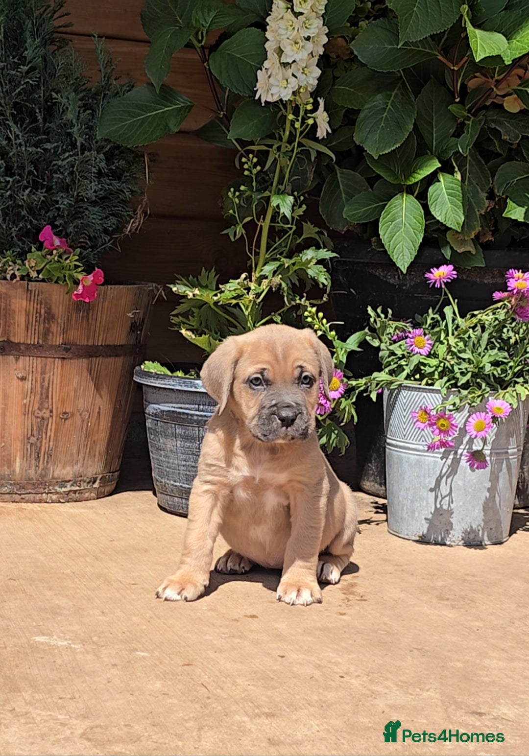 Cane Corso dogs for sale: Italian Mastiff pup now ready for their new homes! - Image 7