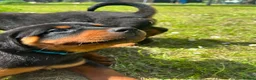 Rottweiler dogs for sale: Puppies - Advert 15