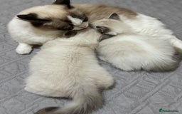 Ragdoll cats for sale: Super Affectionate Ragdoll Kittens Fife Reg - Image 21