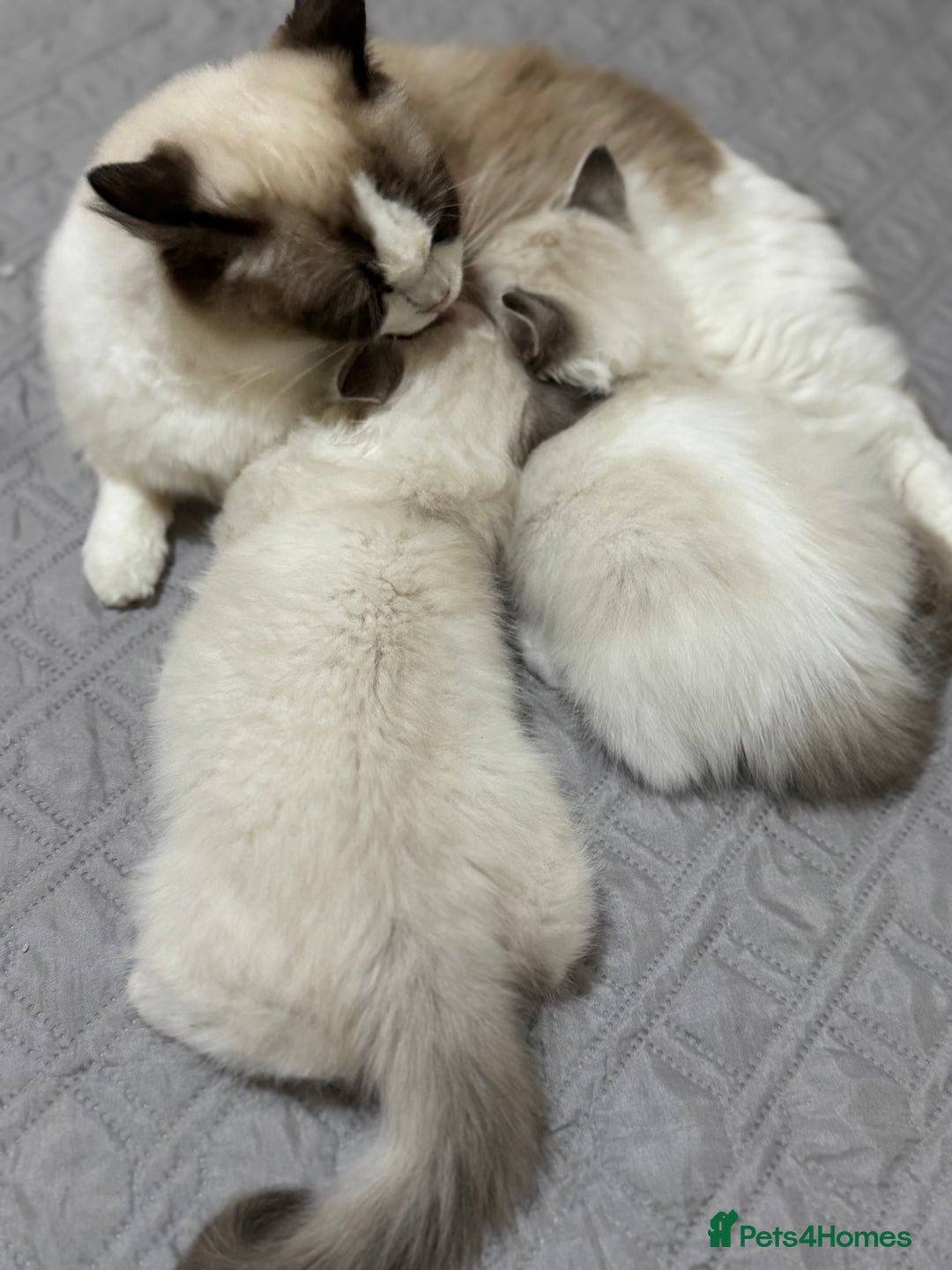 Ragdoll cats for sale: Super Affectionate Ragdoll Kittens Fife Reg - Image 21
