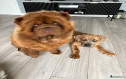 Cane Corso dogs for sale: Cane corso x Boerboel🩷 - Image 3