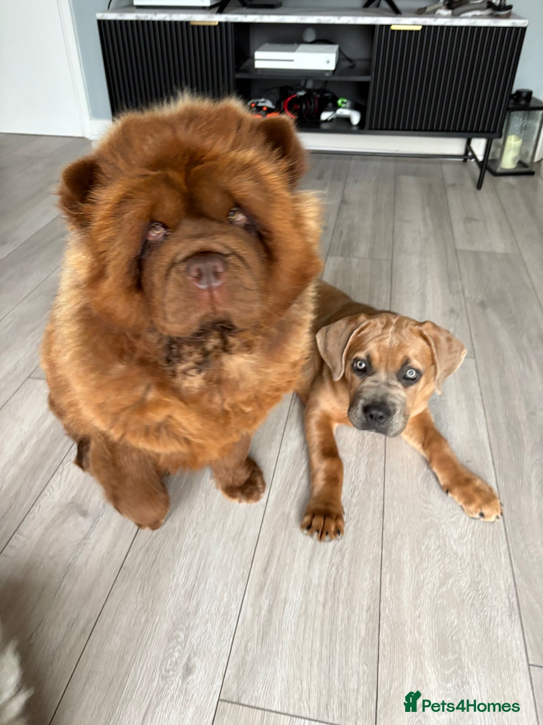 Cane Corso dogs for sale: Cane corso x Boerboel🩷 - Image 3