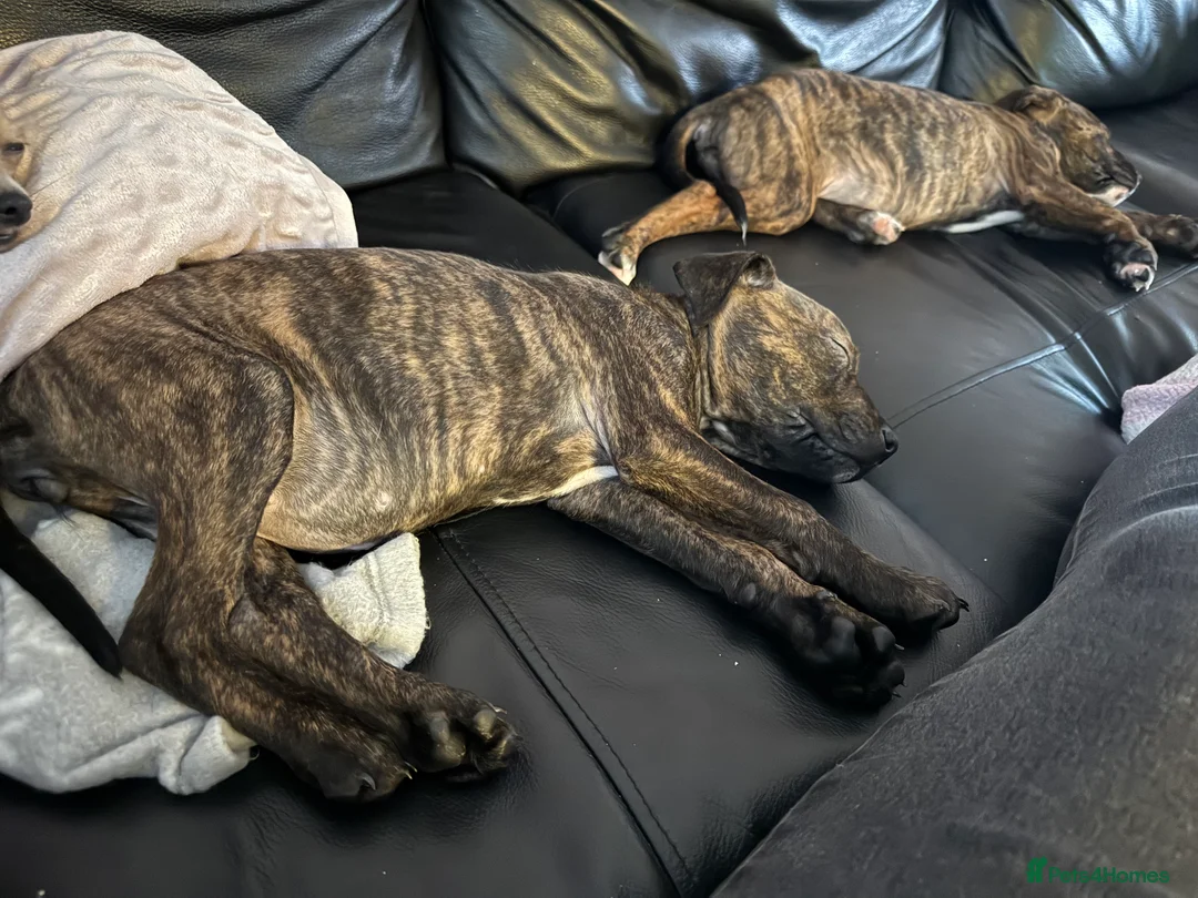 Staffordshire Bull Terrier dogs for sale: Staffie pups - Advert 4