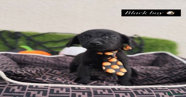 Labrador Retriever dogs - Advert 7