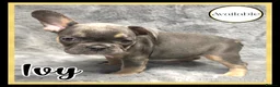 French Bulldog dogs for sale: KC Registered EXCELLENT BLOODLINE HEALTH TESTED - Advert 17