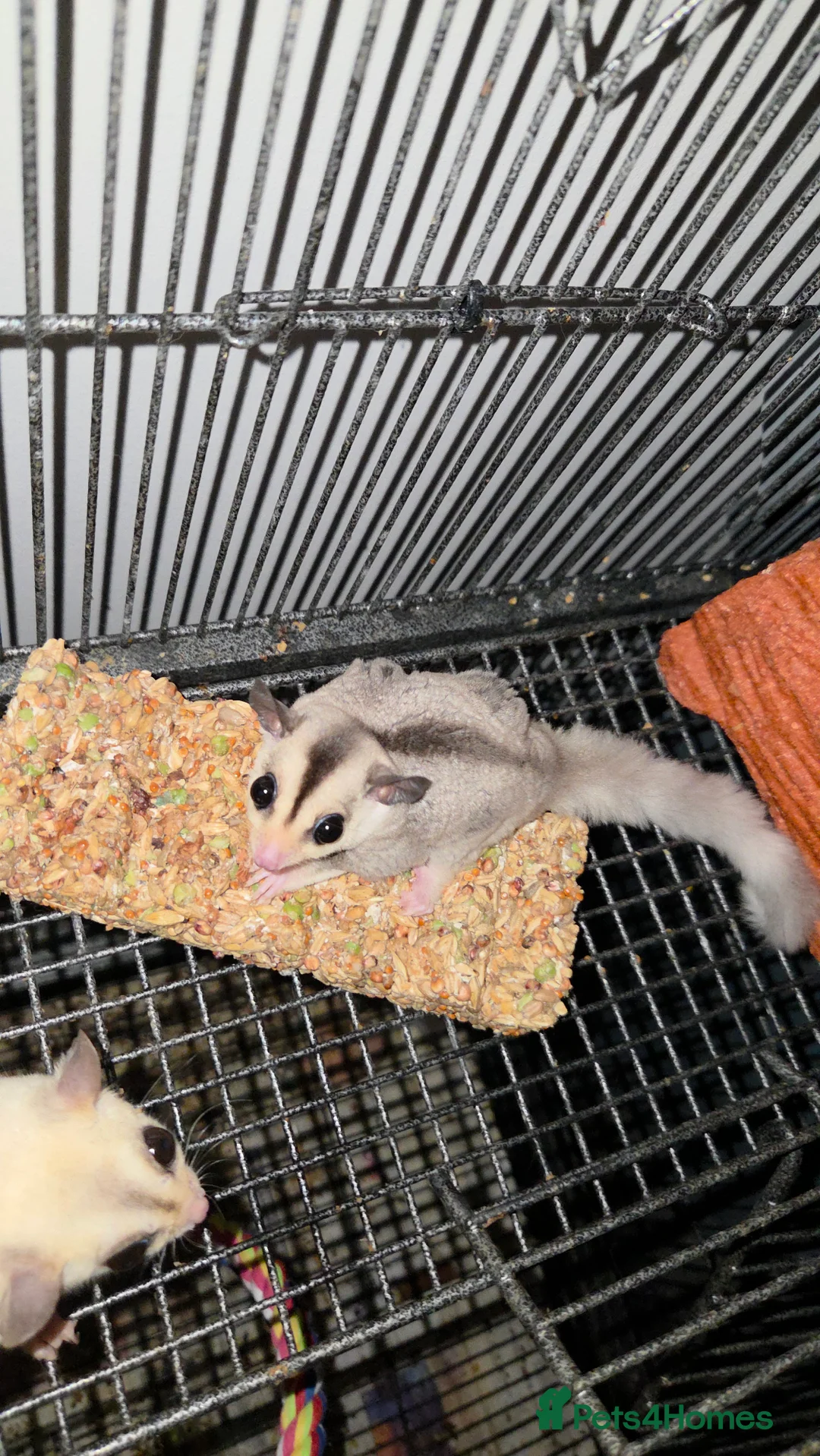 Sugar Glider rodents for sale: Sugar Gliders - Advert 9