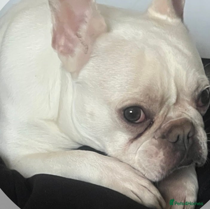 French Bulldog dogs 5 cute French bulldog puppies  - Advert 1