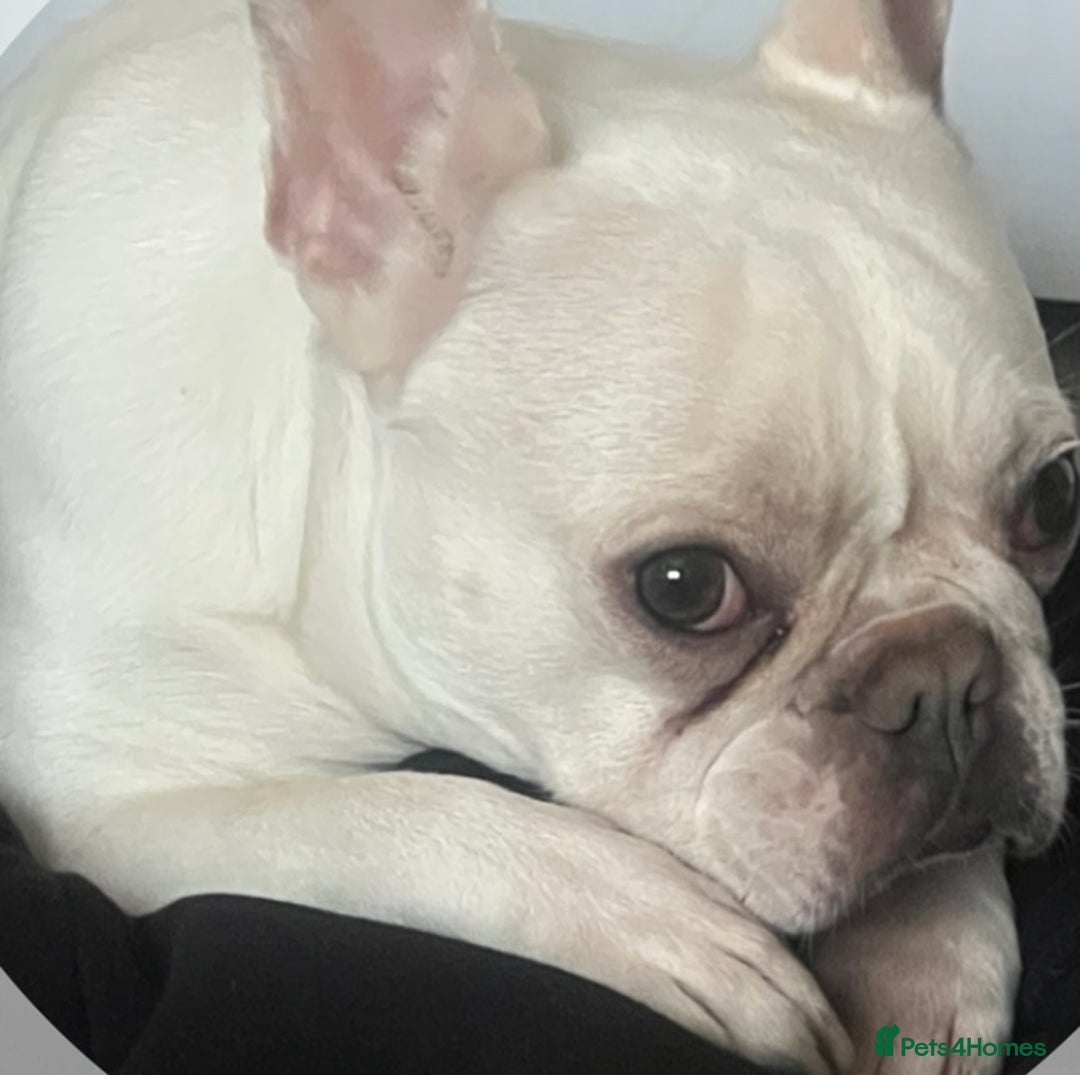 French Bulldog dogs for sale: 5 cute French bulldog puppies  - Advert 1