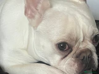 French Bulldog dogs 5 Cute French Bulldog Puppies - Advert 7