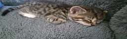 Scottish Fold cats for sale: ❤️ 6 Beautiful Scottish Fold/straight kittens ❤️ - Advert 10
