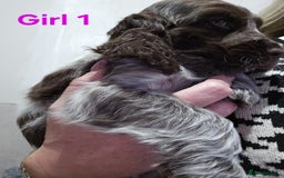 Cocker Spaniel dogs for sale: stunning show cockers - Image 21