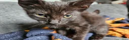 Mixed Breed cats for sale: Kittens for sake - Advert 3