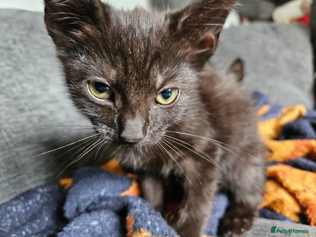 Mixed Breed cats for sale: Kittens for sake - Advert 3