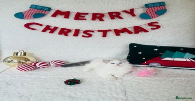 Ragdoll cats - Advert 6