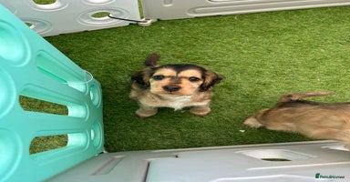 Cocker Spaniel dogs - Advert 3