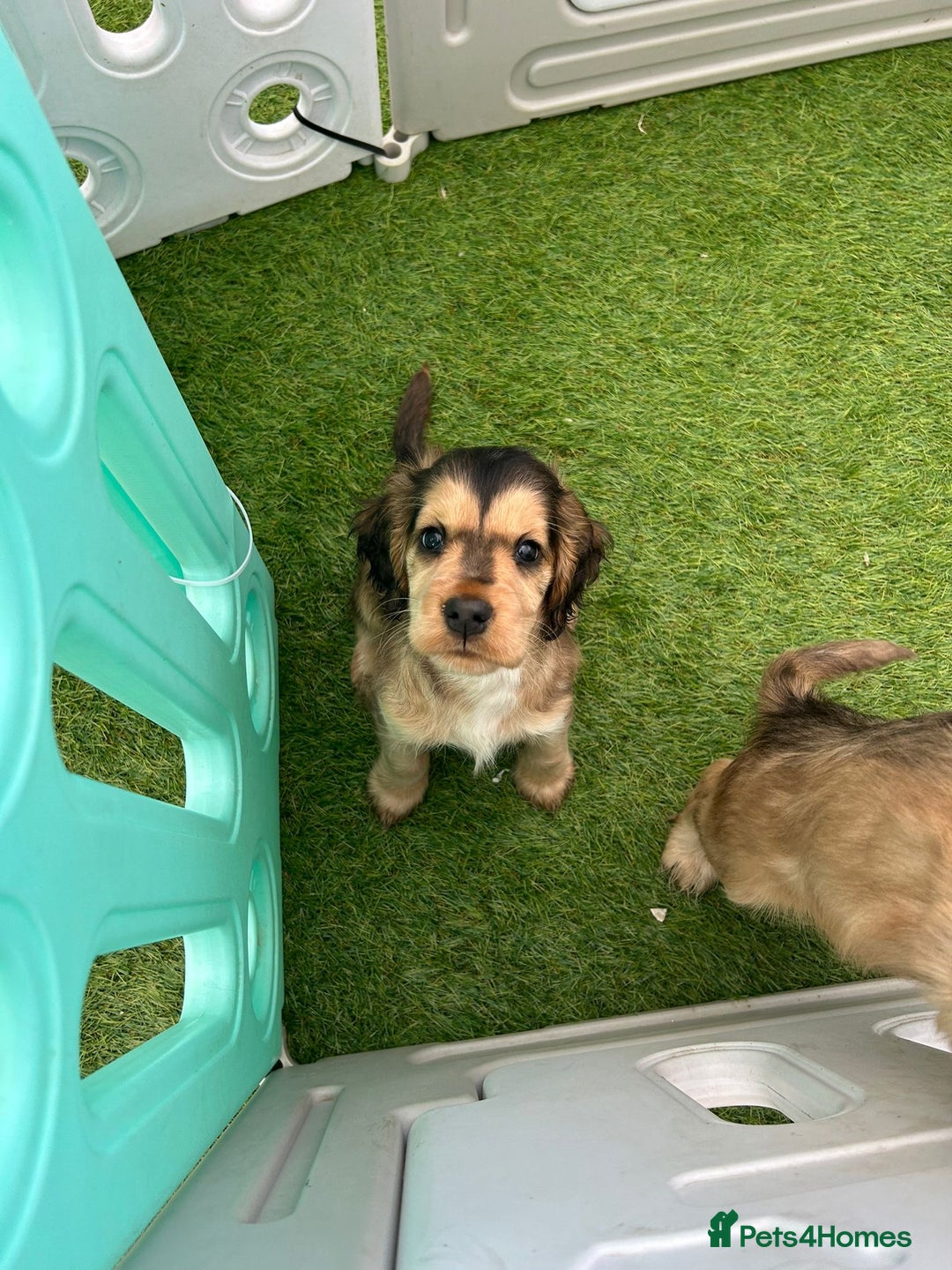 Cocker Spaniel dogs for sale: Gorgeous simbawood cocker spaniel 1 boy 1 girl  - Image 1