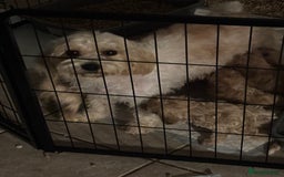 Cavachon dogs for sale: Super friendly, Litter trained Cavapoochon’s - Image 27