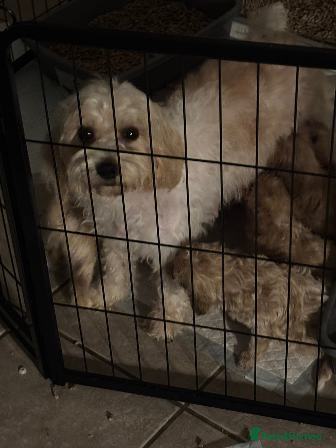 Cavachon dogs for sale: Super friendly, Litter trained Cavapoochon’s - Image 27