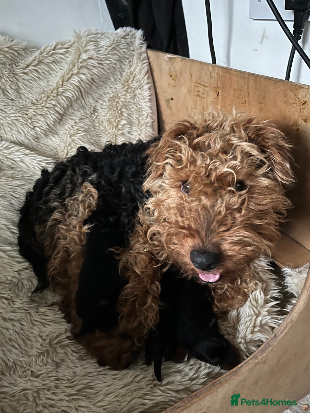 Welsh Terrier dogs for sale: A STUNNING LITTER OF WELSIES - Advert 2