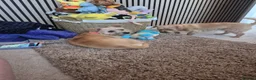 Cairn Terrier dogs for sale: One year five months cairn terrier  - Advert 3