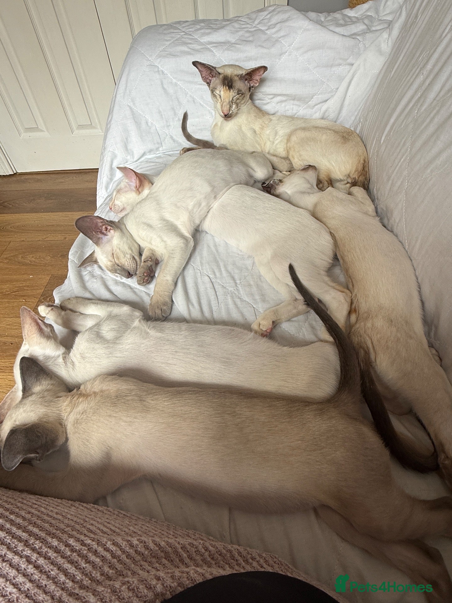Siamese cats  Gccf registered Siamese’s  - Advert 6