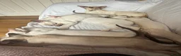 Siamese cats for sale:  Gccf registered Siamese’s  - Advert 1
