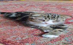 Scottish Fold cats for sale: Beautiful kittens ready for forever loving homes  - Image 18