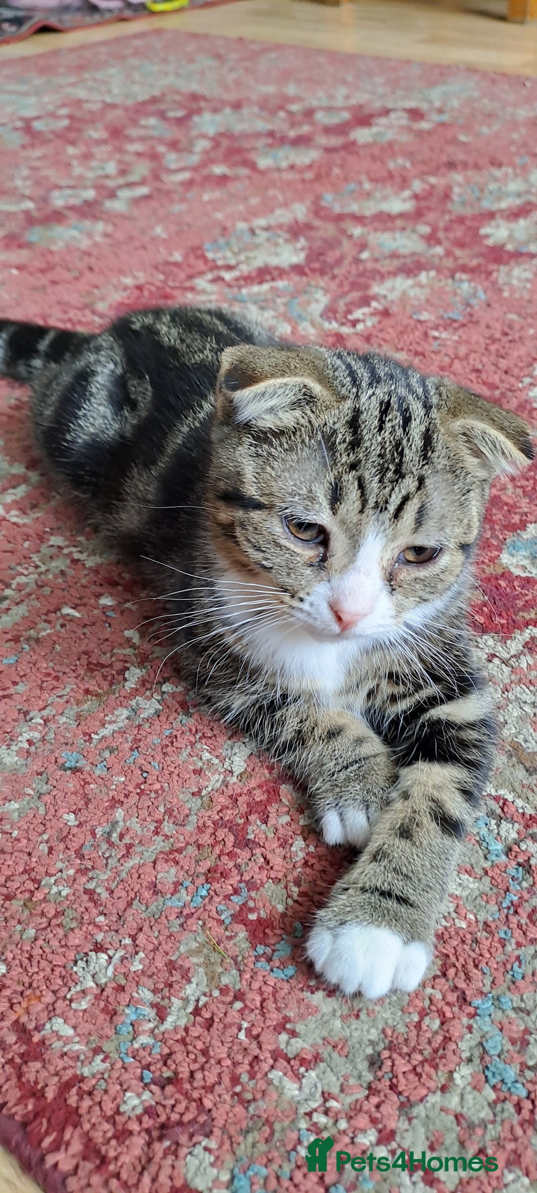 Scottish Fold cats for sale: Beautiful kittens ready for forever loving homes  - Image 18