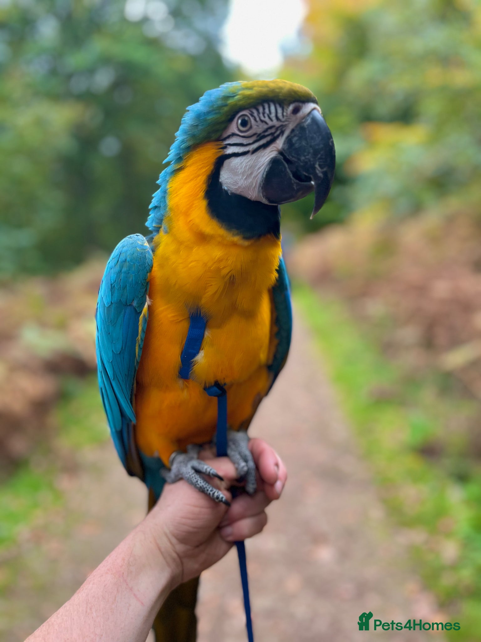 Macaws birds Beautiful Blue and Gold Macaw  - Advert 11