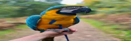Macaws birds for sale: Beautiful Blue and Gold Macaw  in Cinderford - Advert 3