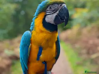 Macaws birds Beautiful Blue and Gold Macaw - Advert 11