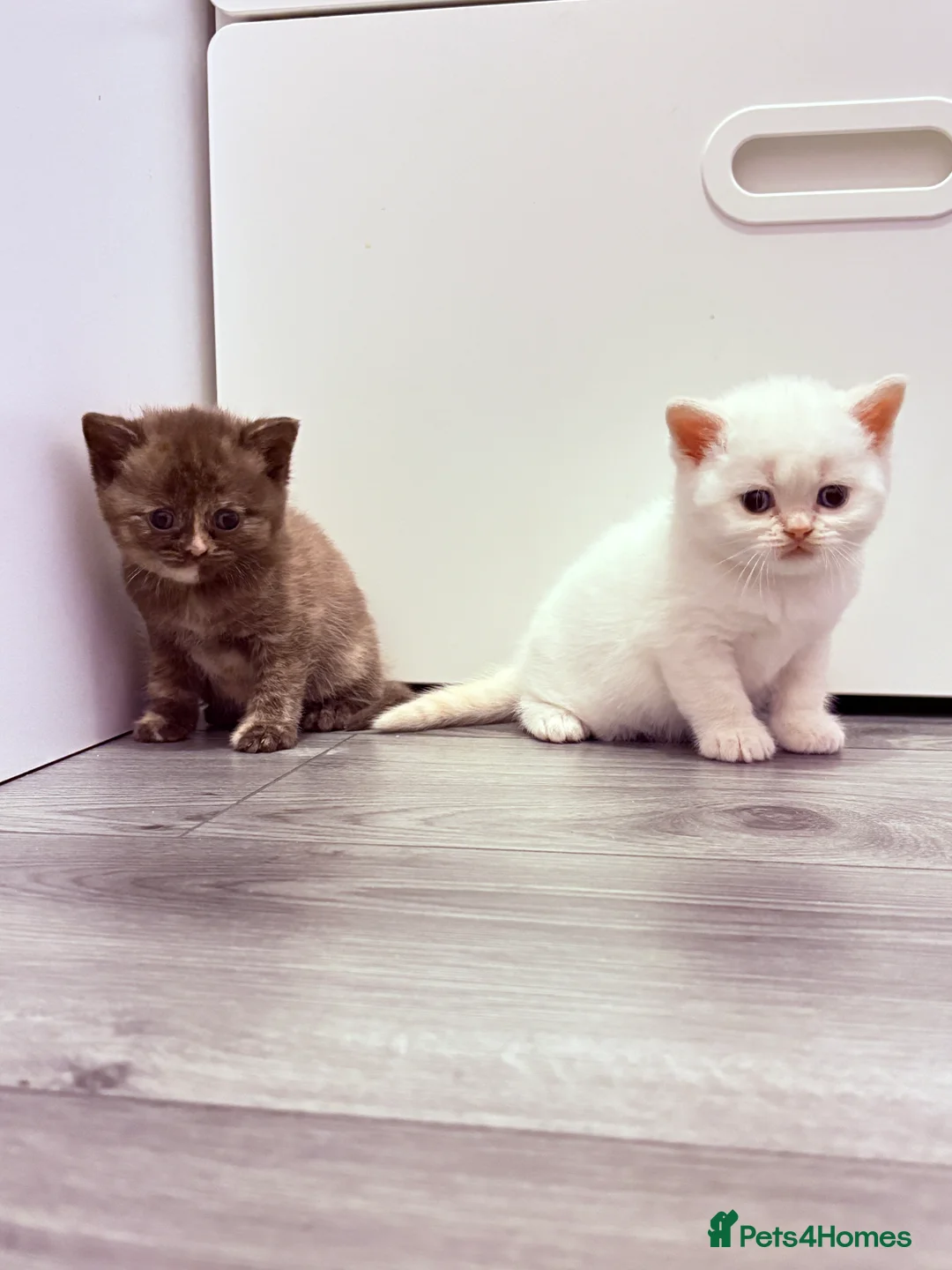British Shorthair cats for sale: Stunning BSH Colourpoint Kitten GCCF Registered - Advert 22