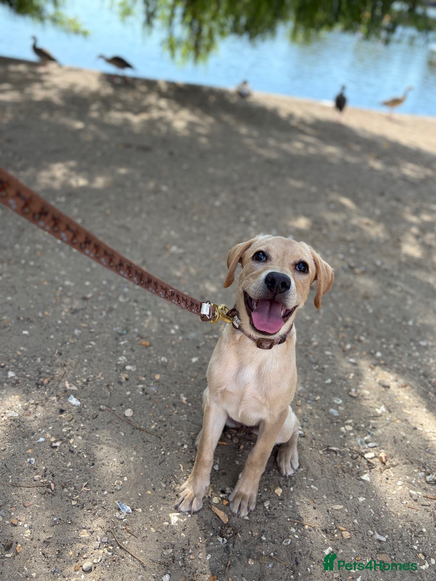 Labrador Retriever dogs for sale: 6 month old Lab needs a new home - Advert 2