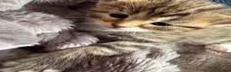 British Longhair cats for sale: Stunning 4 kittens in Kidderminster - Advert 13