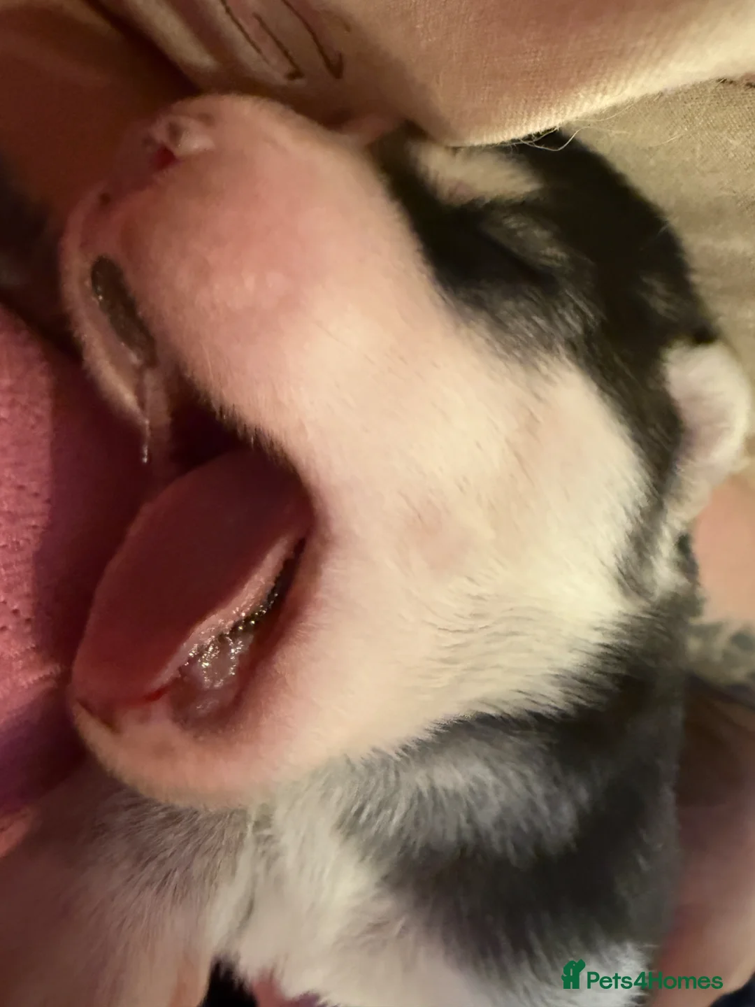 Mixed Breed dogs for sale: Family based husky cross puppies  in Clacton-on-Sea - Advert 11