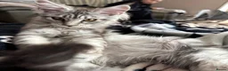 Maine Coon cats for sale: Beautiful Maine Coon Girl - Advert 7