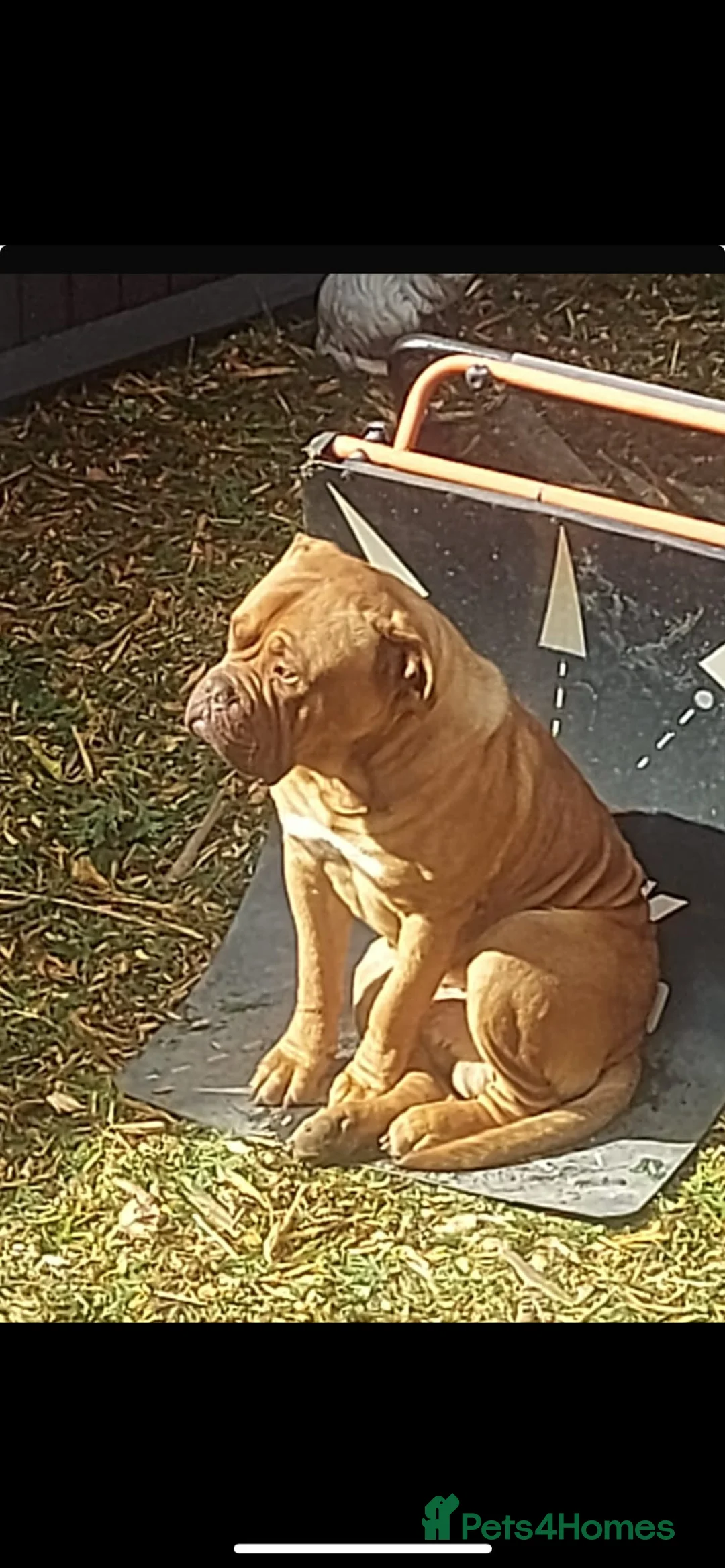 Dogue De Bordeaux dogs for stud: STUD PURE DOGUE DE BORDEAUX  - Advert 4