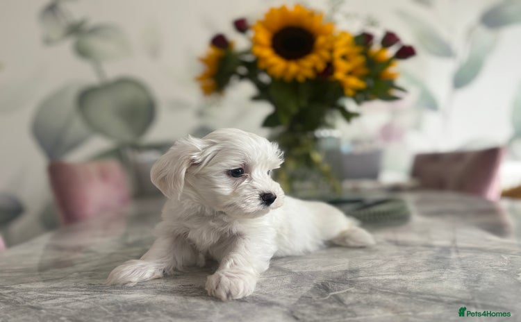 Maltese dogs in Thetford - Advert 1