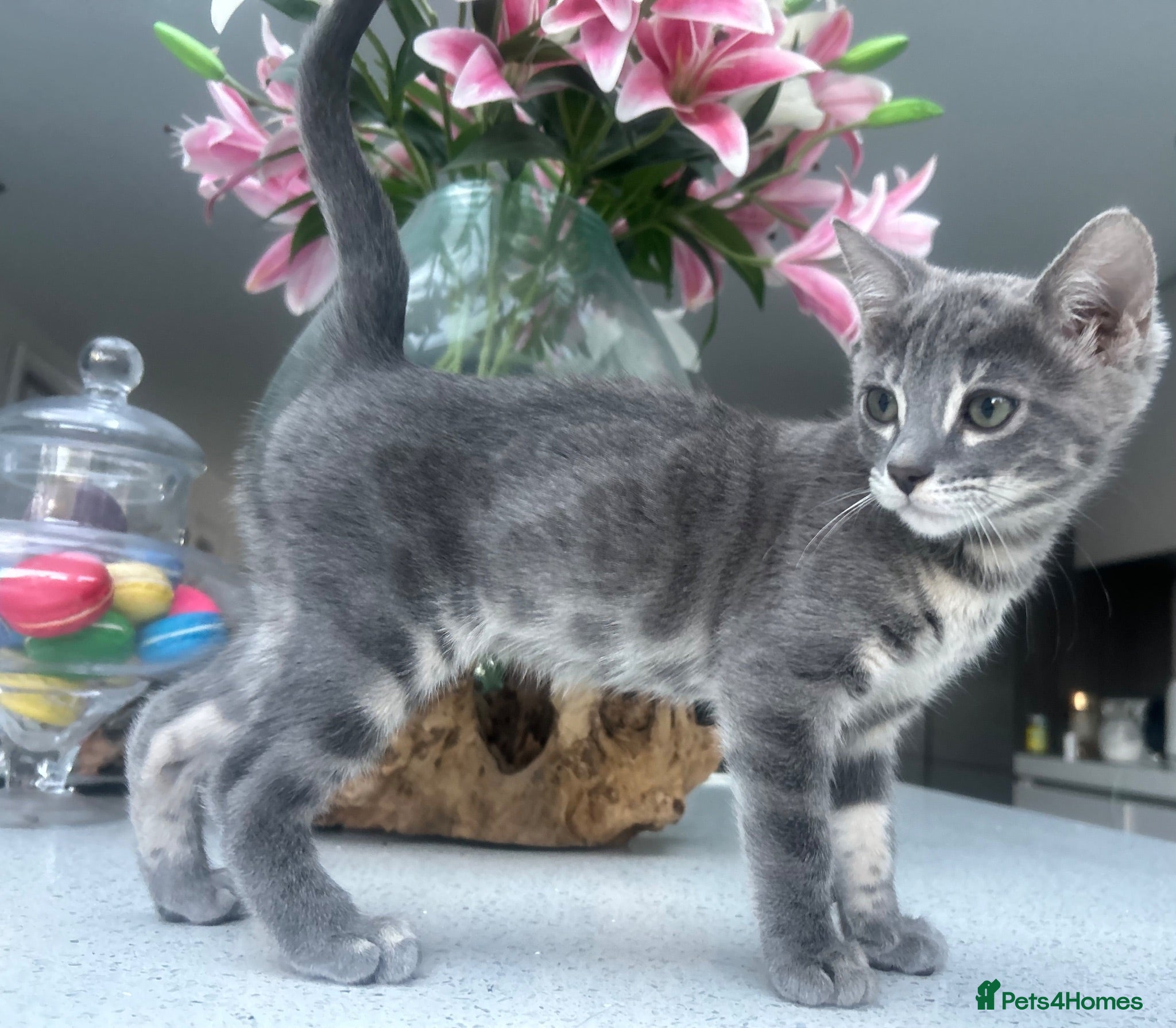 Bengal cats 💙 READY NOW 3 Blue Female TICA Bengal kittens  - Advert 2