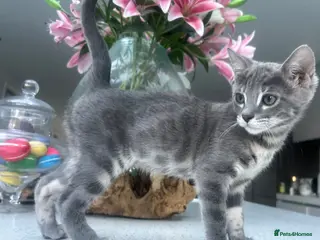 Bengal cats 💙 READY NOW 3 Blue Female TICA Bengal kittens - Advert 3