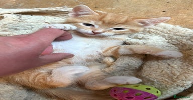 Mixed Breed cats - Advert 4
