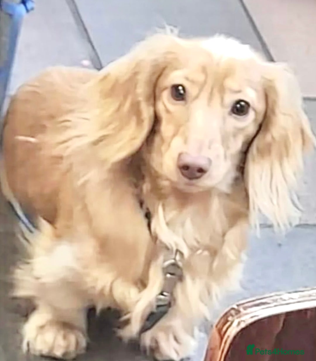 Miniature Dachshund dogs for sale: Miniature Dash hound long haired English  cream - Advert 20