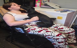 Mixed Breed dogs for sale: Loving Dog needs Loving Home  - Image 4
