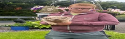 English Bulldog dogs for sale: English bulldog puppies  - Advert 5